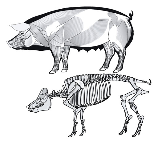 Vector illustration - illustrated animal drawings